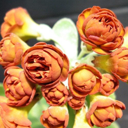 Primula auricula 'Cinnamon' - Kõrvikpriimula 'Cinnamon' P9/0,55L